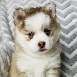 Rosie - Pomsky puppy in Alvin, Texas from Lone Star Pomsky