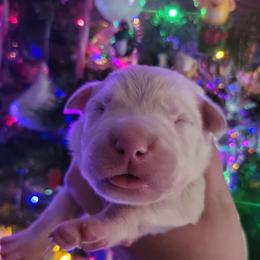 Abominable Snowman - White male Dogo Argentino puppy in San Diego, California from Debonair Dogos