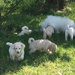 Poodle Puppies from Gwynt Standard Poodles