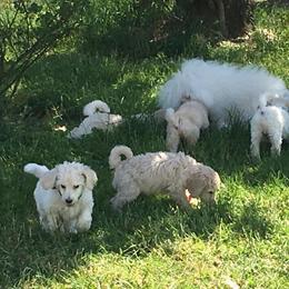 Poodle Puppies from Gwynt Standard Poodles