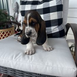 Basset Hound Puppies from Wee Little Bassets