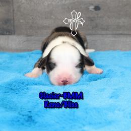 Glacier - Blue merle male Miniature American Shepherd puppy in Elgin, Oregon from Cross L Miniature American Shepherds