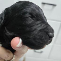 Blossom - Black and white female Aussiedoodle puppy in Windom, Texas from Wild Farm Puppies