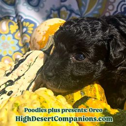 Aussiedoodle, Poodle, and Toy Australian Shepherd Puppies from High Desert Companions