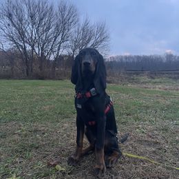 Black and Tan Coonhound All Grown Up from Tinkers hounds