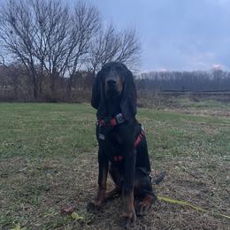 Black and Tan Coonhound All Grown Up from Tinkers hounds