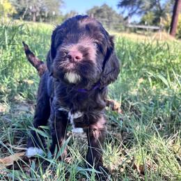Iona - Chocolate female Labradoodle puppy in Manchaca, Texas from Heartrock Labradoodles