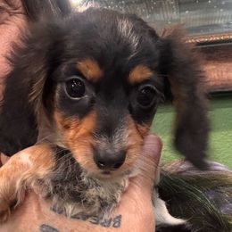 Sissy - Piebald female Dachshund puppy in Cabool, Missouri from Dachshund's of Country Magic Farms in Missouri