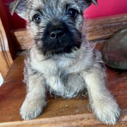 Cairn Terrier Puppies from Quiet Waters