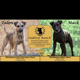 Patterdale Terrier puppies from Oakleaf Ranch