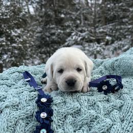 Blue collar puppy - Yellow male Labrador Retriever puppy in Cold Brook, New York from Tamarack Therapy Dogs