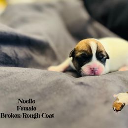 Noelle - White and tan female Russell Terrier puppy in Lufkin, Texas from Dixie-Rose JRT
