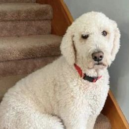 Goldendoodles and Poodles from Emerald Oak Acres