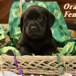 German Shepherd and Labrador Retriever Puppies from Point to Point West
