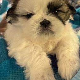Boy1 Honey - Gold and white male Shih Tzu puppy in Madras, Oregon from Maridee’s ShihTzu