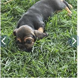 Girl 4 - Black brown and white female Basset Hound puppy in Panhandle, Texas from TNT Bassets