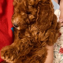 Goldendoodle Puppies from Labradoodleday