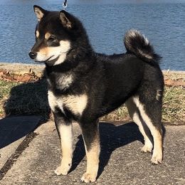 Mini K - Shiba Inu