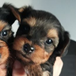 Morkies and Yorkshire Terriers from Northern Colorado Yorkies