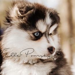 Kai - Pomsky