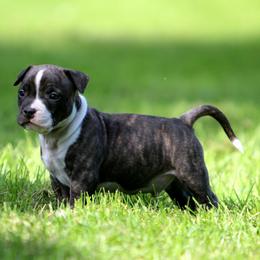 Boy 1 - Black brindle male American Staffordshire Terrier puppy in Kewaskum, Wisconsin from Heritage AmStaffs