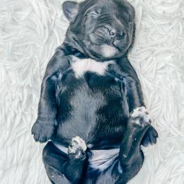 Boy 1 - Black and white male Bernedoodle puppy in Otisville, Michigan from Danie’s Darling Doodles LLC