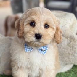 Green boy - Cream male Australian Labradoodle puppy in Anderson, California from Shaggy Doodles