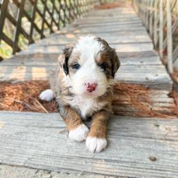 Pearl - Blue merle female Bernedoodle puppy in Wamego, Kansas from Doodles of Oz