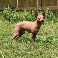 American Hairless Terrier All Grown Up from Esomé Kennels