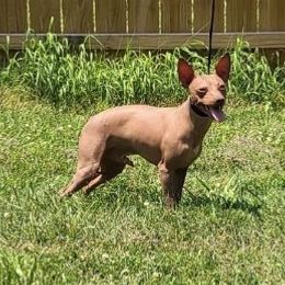 American Hairless Terrier All Grown Up from Esomé Kennels
