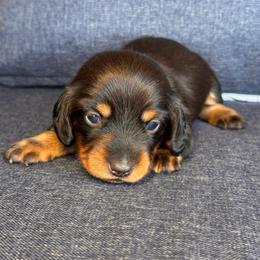 Dixie- Grey girl - Blue and tan female Dachshund puppy in North Auburn, California from Northern Doxie