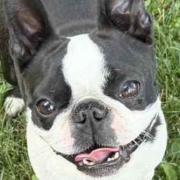 Boston Terriers from Lone Spur Boston’s