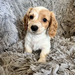 Aspen - Red Dachshund puppy in Highland, California from BAES Teufelshunde