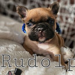 Rudolph - Fawn French Bulldog puppy in Winston Salem, North Carolina from Elegant East Coast French Bulldogs