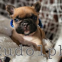 Rudolph - Fawn French Bulldog puppy in Winston Salem, North Carolina from Elegant East Coast French Bulldogs