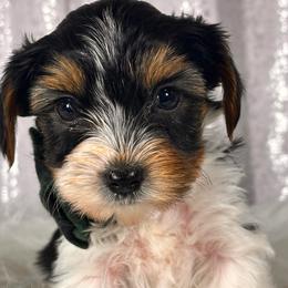 Jasper - Parti male Yorkshire Terrier puppy in Denver, Colorado from Melrey's paws