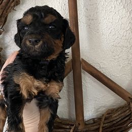 Snickers - Goldendoodle puppy from Lola Bear Goldendoodles