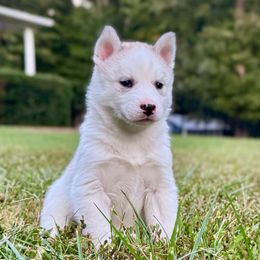 Glitch - Sable and white female Siberian Husky puppy in Virginia from Pride Rock Siberians