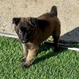 Red Collar - Fawn sable male Belgian Malinois puppy in Trenton, Georgia from Laeknir K9