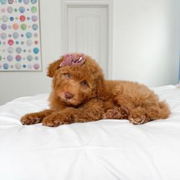 Ginny - female Golden Mountain Doodle puppy in Murray, Utah from Good Looking Dogs