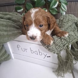 Goldendoodle Puppies from Abidoodles Florida