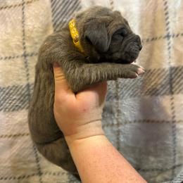 Yellow collar - Blue female Great Dane puppy in Tyler, Texas from Blessed By Danes