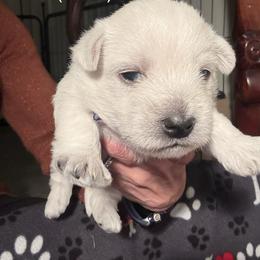 Olaf - White male West Highland White Terrier puppy in Metairie, Louisiana from HB Westies