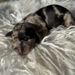 Female 2 - Dapple female Dachshund puppy in El Campo, Texas from Creamer Creek Kennel