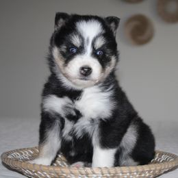 Kira - Gray and white female Pomsky puppy in Apple Creek, Ohio from Kathryn Troyer