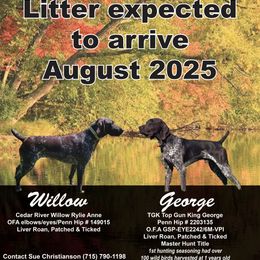Boy 1 - Liver and white male German Shorthaired Pointer puppy in Chetek, Wisconsin from Susan's German Shorthaired Pointers