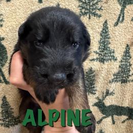 Alpine - Black and red male German Shepherd puppy in Graham, Washington from Wildeflecken Shepherds