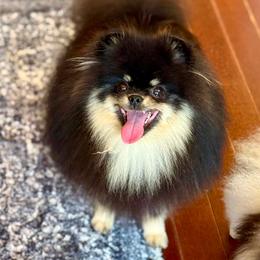 HICCUP - Black and tan male Pomeranian puppy in Willis, Texas from Treasured Jewels Pomeranians