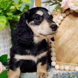 Clover - Black and cream female Dachshund puppy in Thomaston, Georgia from UGG Ranch