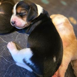 Grumpy - Black tan and white male Basset Hound puppy in Valley, Washington from Enchanted Valley Paws